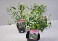 ユーフォルビア ホワイトラブ 3号｜可憐な白花をたっぷり楽しめる人気の開花植物｜ﾎﾜｲﾄﾗﾌﾞ ﾕｰﾌｫﾙﾋﾞｱ 3号