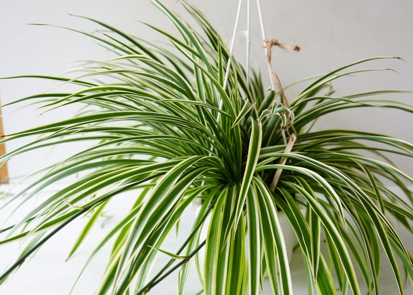 オリヅルラン ハンギング 5号 吊り鉢 外斑 観葉植物 和洋インテリア