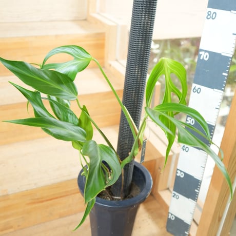 斑入りモンステラ 斑入りモンステラ | 観葉植物 - 観葉植物・多肉植物の販売、通販