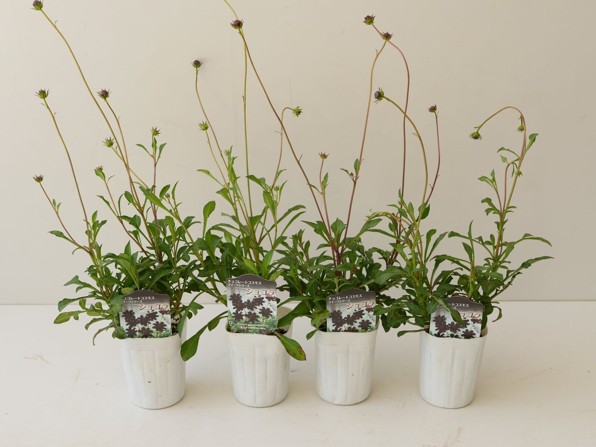 チョコレートコスモス チョコレートの香り シックなカラー 秋の花