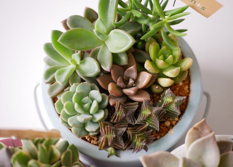 多肉植物 寄せ植え すぐ飾れる 可愛い | インテリアグリーンとギフト