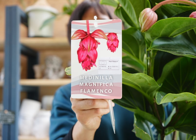 メディニラ マグニフィカ フラメンコ medinilla magnifica flamenco