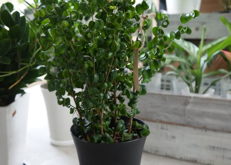 ベンジャミン バロック 6号 くるくる葉が可愛い 観葉植物 人気の