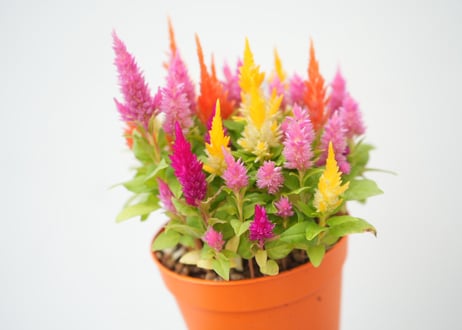 ケイトウ ハッピーキャンドル 3.5号｜キャンドルのような花穂がかわいい｜暑さに強い長期間開花｜ｹｲﾄｳ ﾊｯﾋﾟｰｷｬﾝﾄﾞﾙ 他草花 3.5号