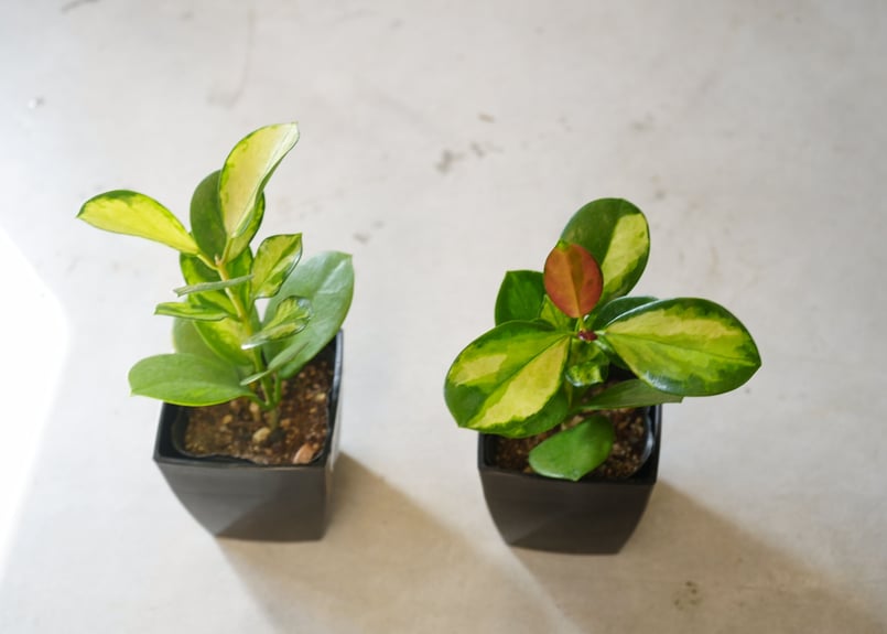 ホヤ オーストラリス リサ3.5号 斑入り 育てやすい 観葉植物