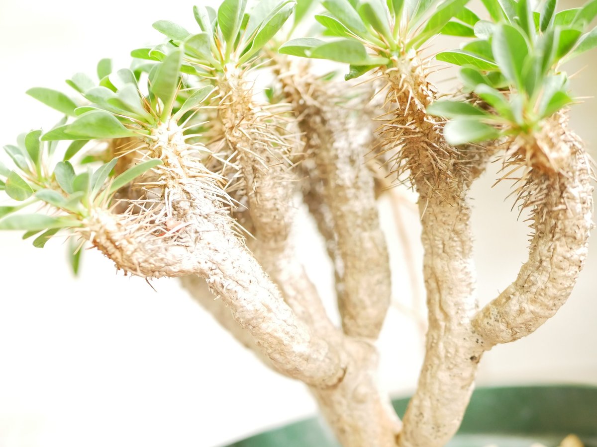 fit=scale-down,w=1200