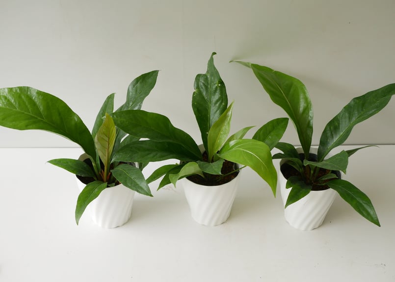 アンスリウム ジャングルブッシュ 綺麗な葉模様 観葉植物 | インテリア