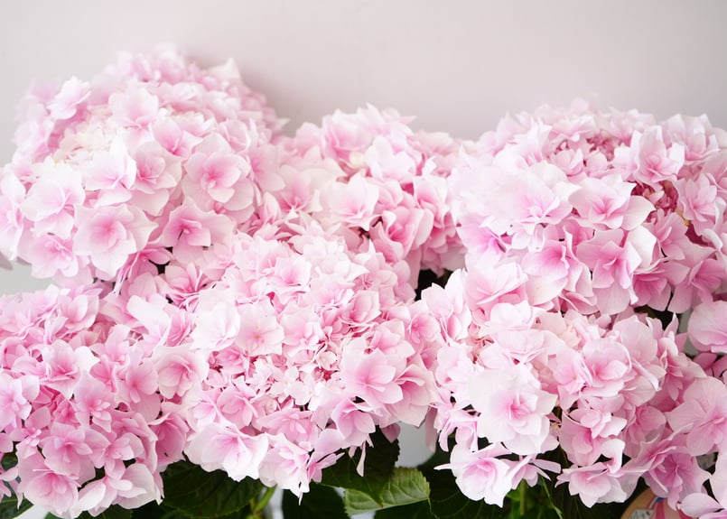 紫陽花 さくらシリーズ ふわり 5号 ピンク 優しい色味 花弁 母の日