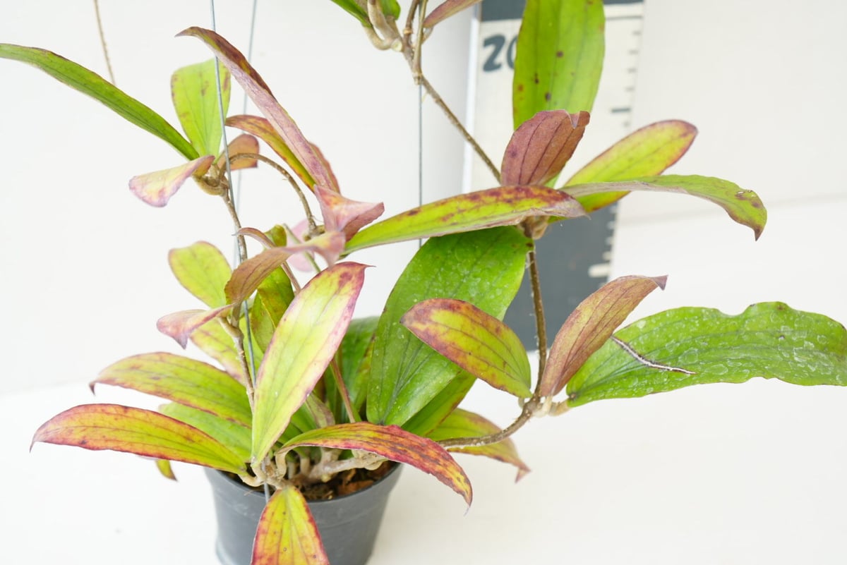 ホヤ エルスリナ 吊り鉢 Hoya erythrina 着生植物 レア植物