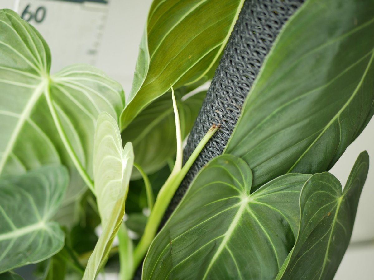 フィロデンドロン アンドレアナム ビロードカズラ 大株 オシャレ  