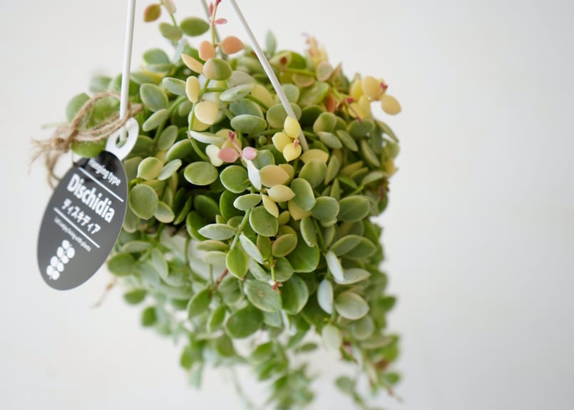 ディスキディア ヌンムラリア バリエガータ 2.5号 吊り鉢 ぷっくりした