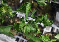 シンゴニウム ゴジラ 3.5号 葉脈 育てやすい　観葉植物