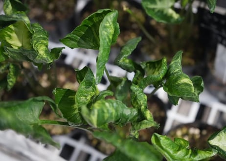 シンゴニウム ゴジラ 3.5号 葉脈 育てやすい　観葉植物