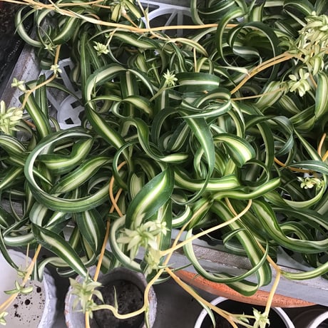 オリヅルラン | STORES