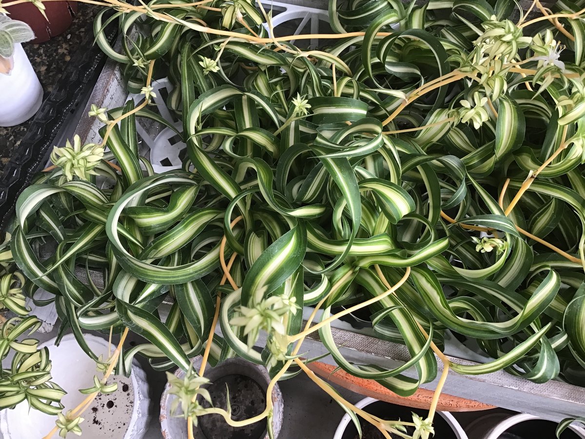 オリヅルラン 巻葉 マキバオリヅルラン 3号 観葉植物 ハンギングにも 