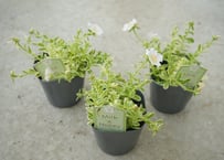 ポーチュラカ ミルク＆ハニー｜花も葉も楽しめる人気品種｜暑さに強い夏の花｜ポーチュラカ　ミルク＆ハニー　斑入り