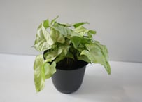 シンゴニウム ホワイトバタフライ 4号｜明るい葉色が美しい人気の観葉植物｜ﾎﾟﾄﾞﾌｨﾗﾑ ﾎﾜｲﾄﾊﾞﾀ ﾌﾗｲ ｼﾝｺﾞｼﾞｭｰﾑ 4号