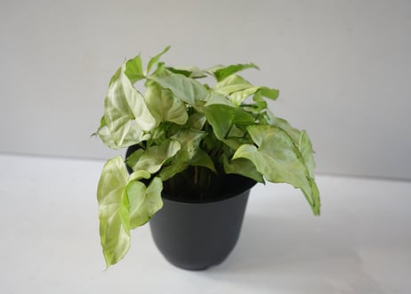 シンゴニウム ホワイトバタフライ 4号｜明るい葉色が美しい人気の観葉植物｜ﾎﾟﾄﾞﾌｨﾗﾑ ﾎﾜｲﾄﾊﾞﾀ ﾌﾗｲ ｼﾝｺﾞｼﾞｭｰﾑ 4号