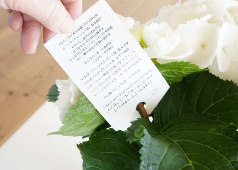 紫陽花 ゼブラホワイト 4号 底面給水 真っ白で純白 美しい花を