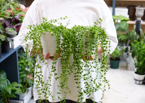 植物いろいろハンギング 楽天市場】【あす楽】 ガーデニング ハンギングフラワープレート