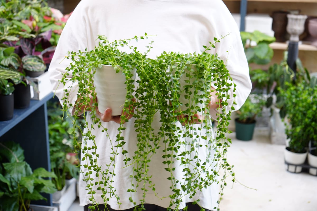 ディスキディア ミリオンハート 4号 ハートが可愛い 育てやすい 着生