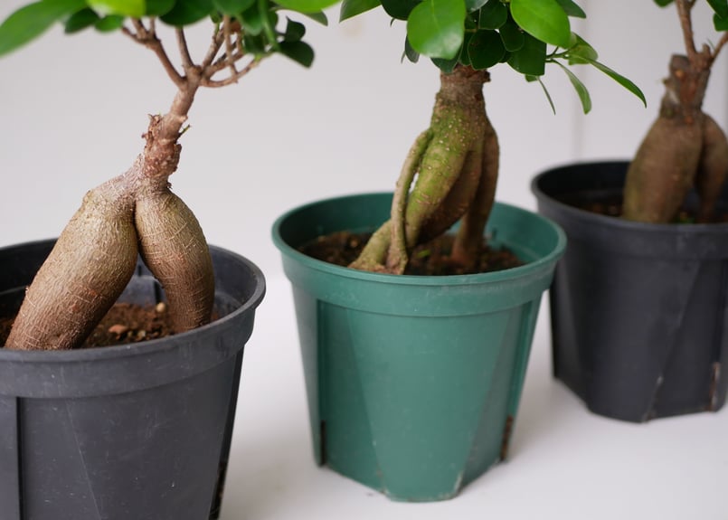 パンダガジュマル 多幸の木 キジムナー 可愛い丸葉 | インテリア