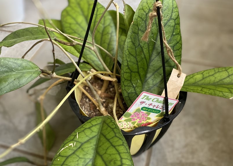 大きな葉　ボリューム有!　ホヤ　ゴールデンアイ　5号吊り鉢 ホヤ：ゴールデンアイ5号吊り鉢 の通販 | 園芸ネット