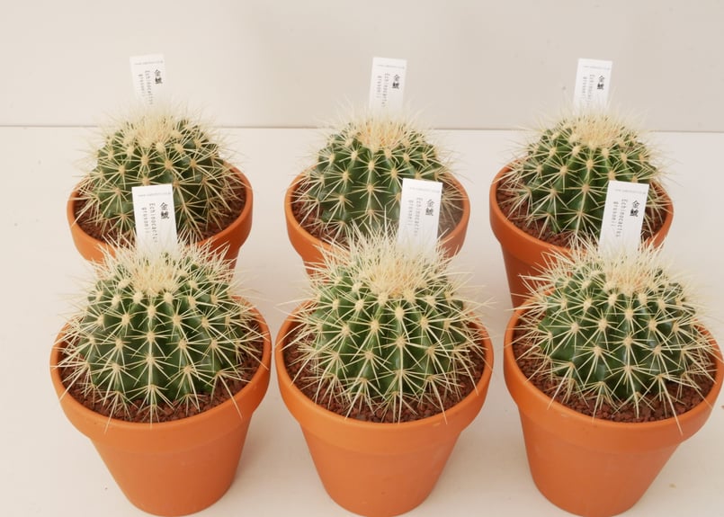 サボテン 金鯱 | インテリアグリーンとギフトプランツコーディネートの