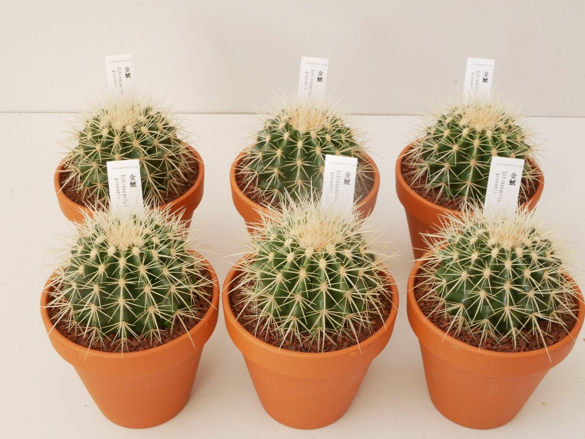 サボテン 金鯱 | インテリアグリーンとギフトプランツコーディネートの