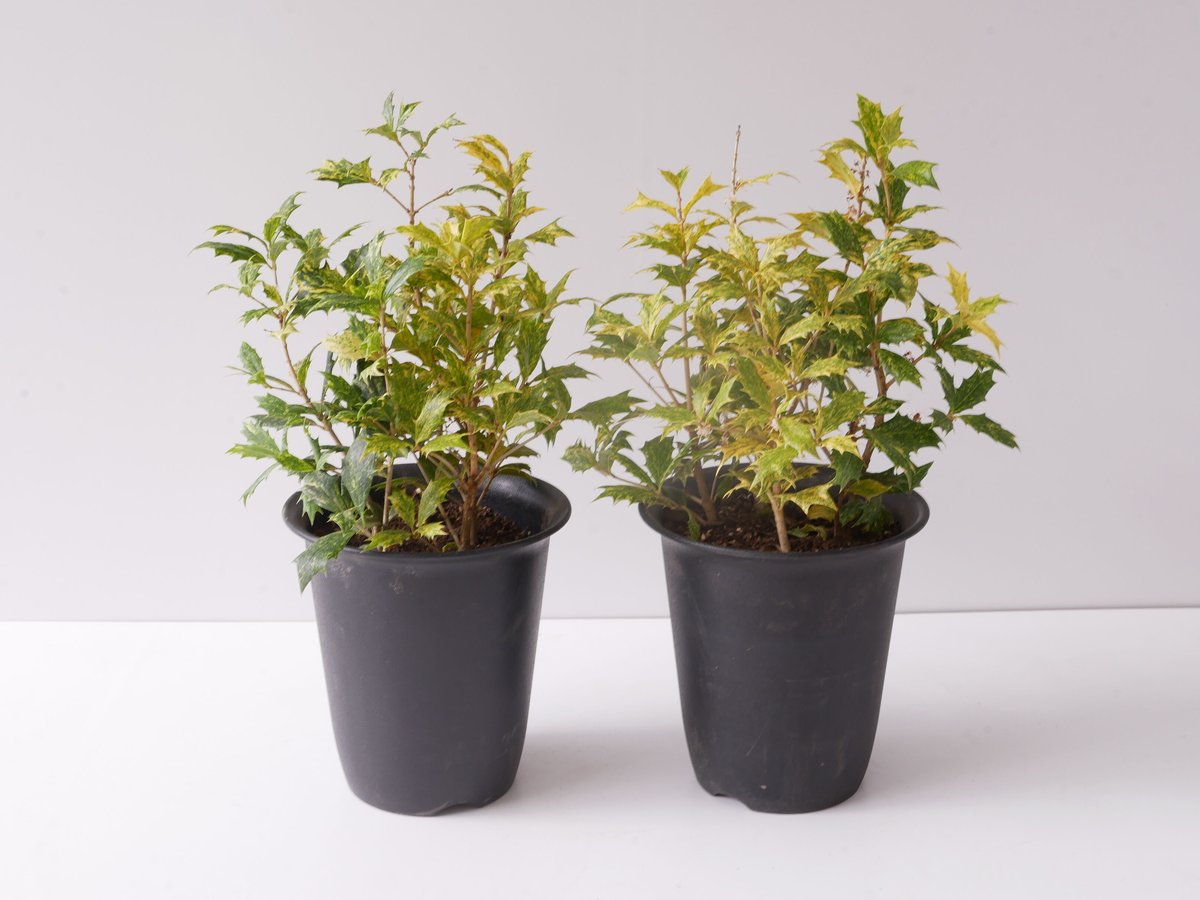 五色柊 ヒイラギ 斑入り カラーリーフ 観葉植物 | インテリアグリーン