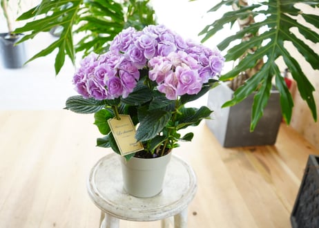 紫陽花 シャルム 5号 パープル 底面給水 母の日 贈り物 ギフト