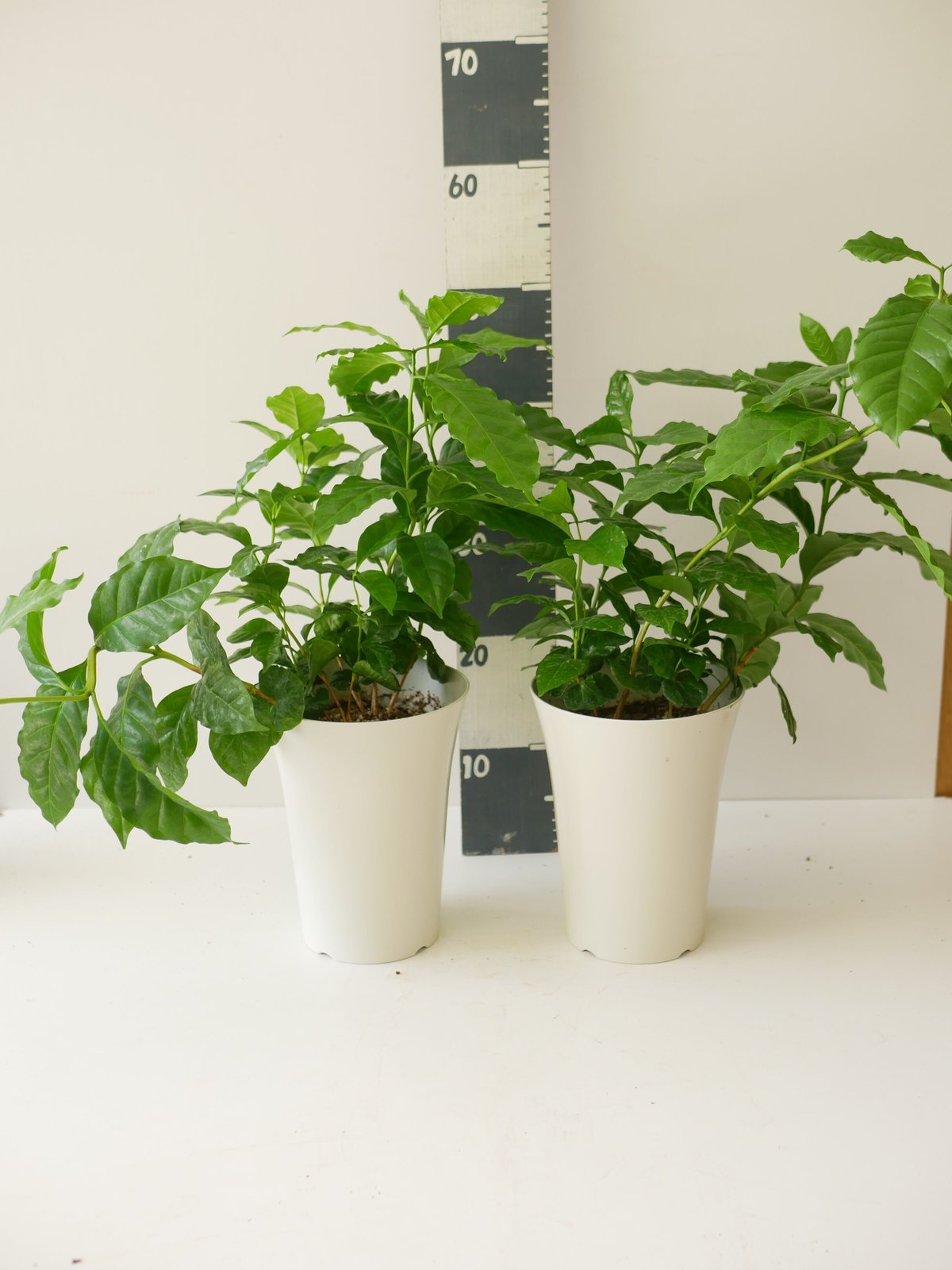 コーヒーの木 常緑低木 艶やかな葉がかっこいい 人気の観葉植物