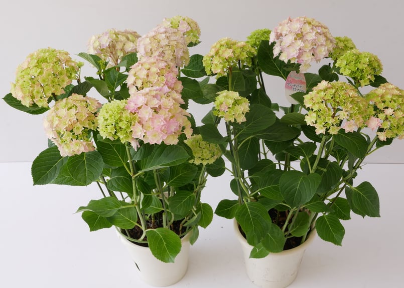 紫陽花 ハイドランジア ベガ | インテリアグリーンとギフトプランツ
