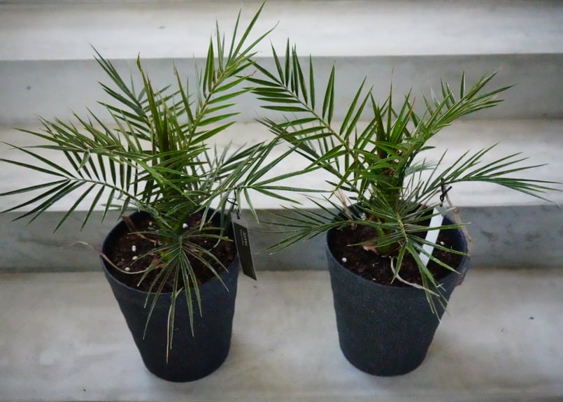 ココス ヤシ ――ヤシ ソテツ ドライガーデン ―― 園芸店 真冬のドライガーデン向けの植物売場 ヤシの木 ココス