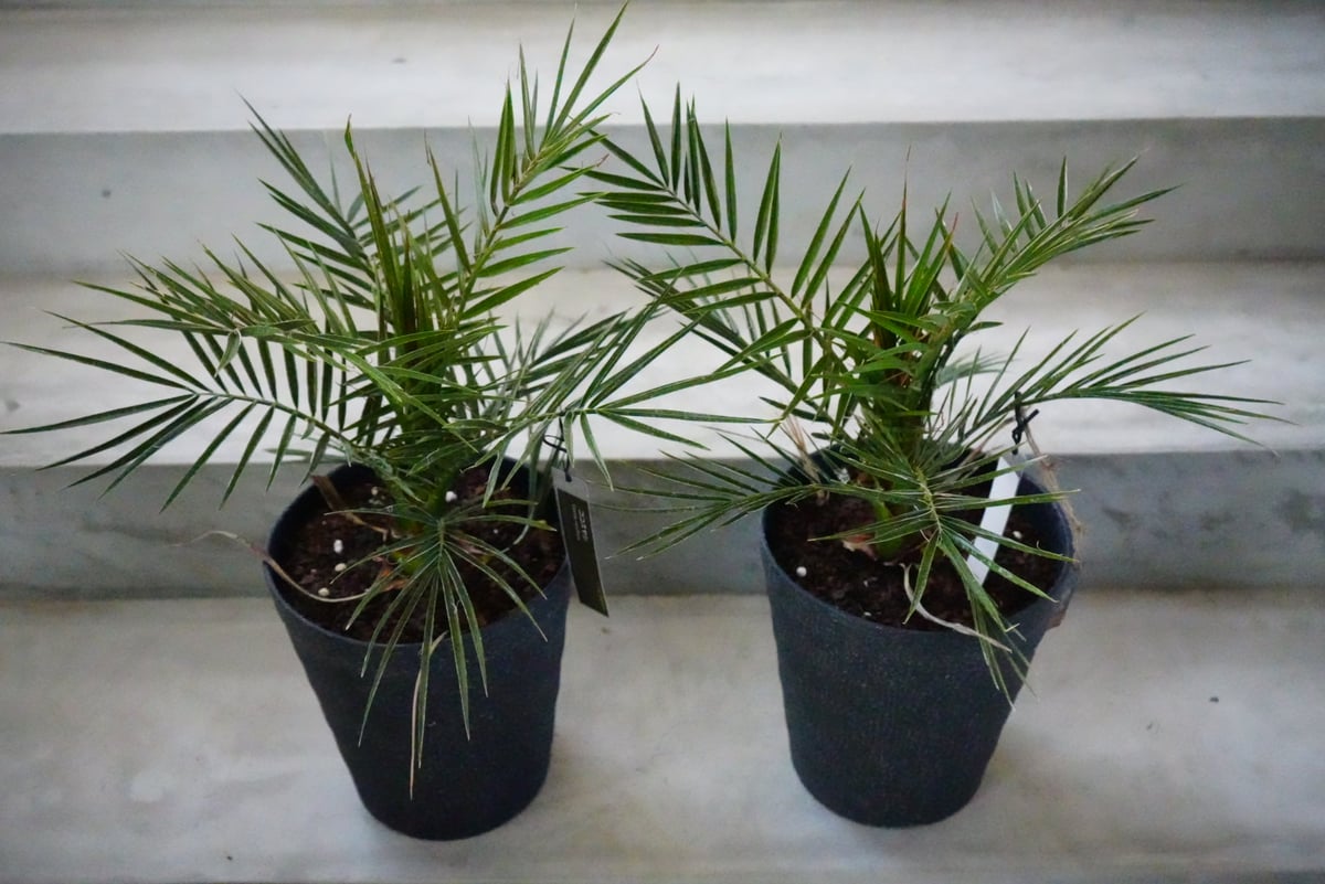 Lush_Green様カナリーヤシ 約:150cm【フェニックス】244556 Lush_Green様カナリーヤシ 約:150cm【フェニックス】244556