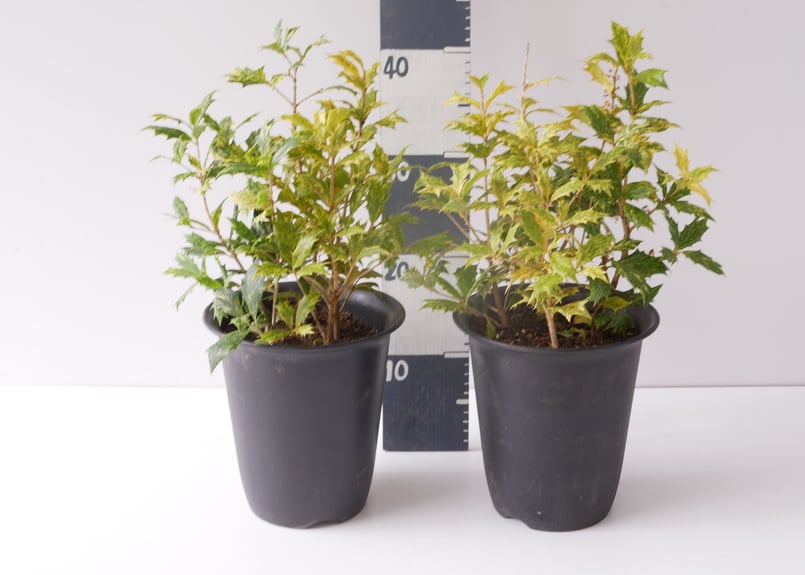 五色柊 ヒイラギ 斑入り カラーリーフ 観葉植物 | インテリアグリーン