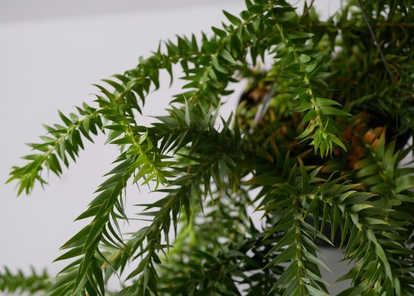 フペルジア HUPERZIA GOEBELII シダ植物 | インテリアグリーンと