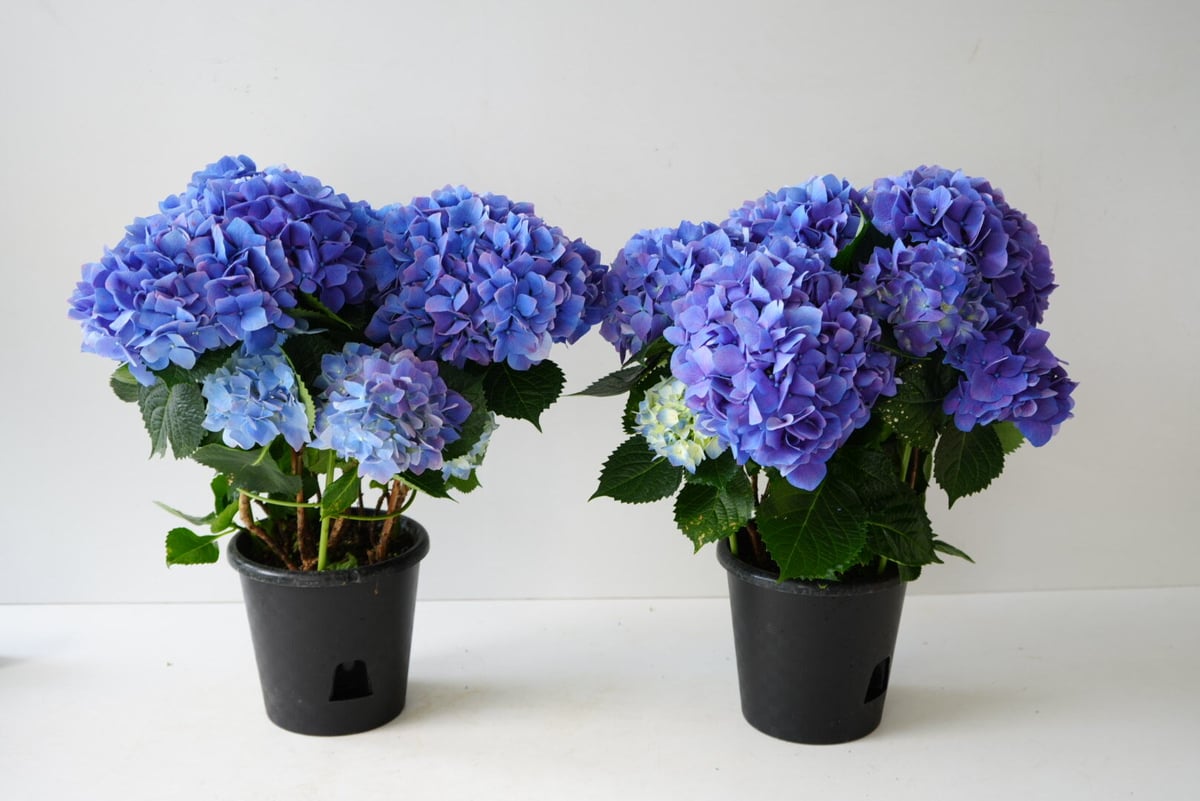 『弾む紫陽花』 fit=scale-down,w=1200