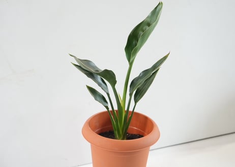 レギネ（極楽鳥花） 6号｜南国リゾートを感じるスタイリッシュな観葉植物｜約50cm｜ﾚｷﾞﾈ (ｺﾞｸﾗｸﾁｮｳｶ) 他草花 6号