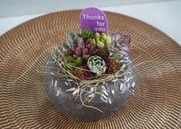 ドーナツ寄せ植え(チョコ) 多肉植物　母の日 2026 ギフト プレゼント 贈り物 スイーツ鉢