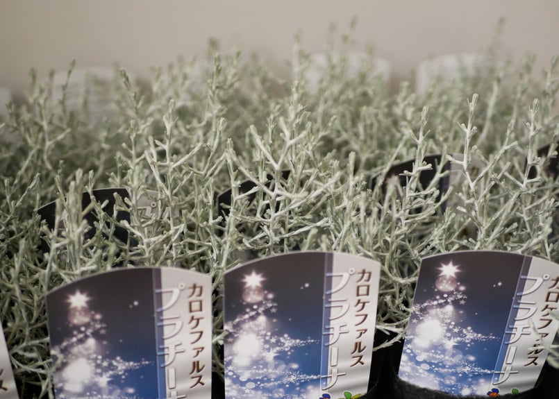 カロケファルス プラチーナ シルバーリーフ 寄せ植えの脇役に 常緑小