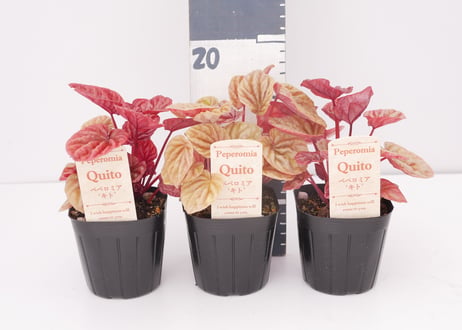 ペペロミア キト 3号 観葉植物 暖色系 ちぢみ葉 可愛いピンクステム