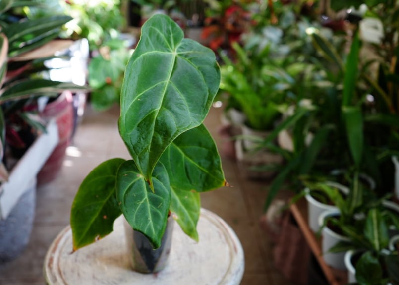 アンスリウム マグニフィカム 3.5号 ビロード 美しい葉脈 レア種