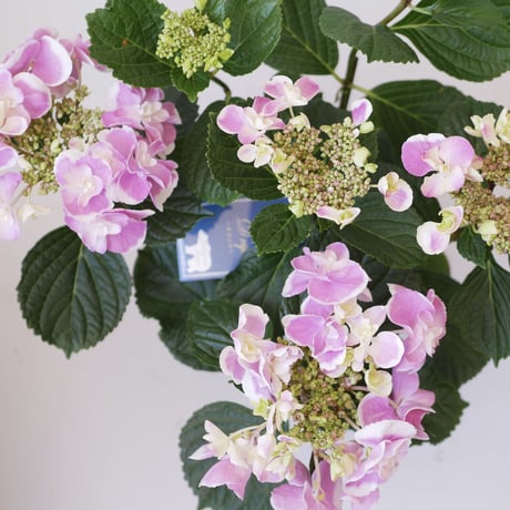 紫陽花　ハイドランジア　ドリップ　ピンク　八重咲き　ガク咲き