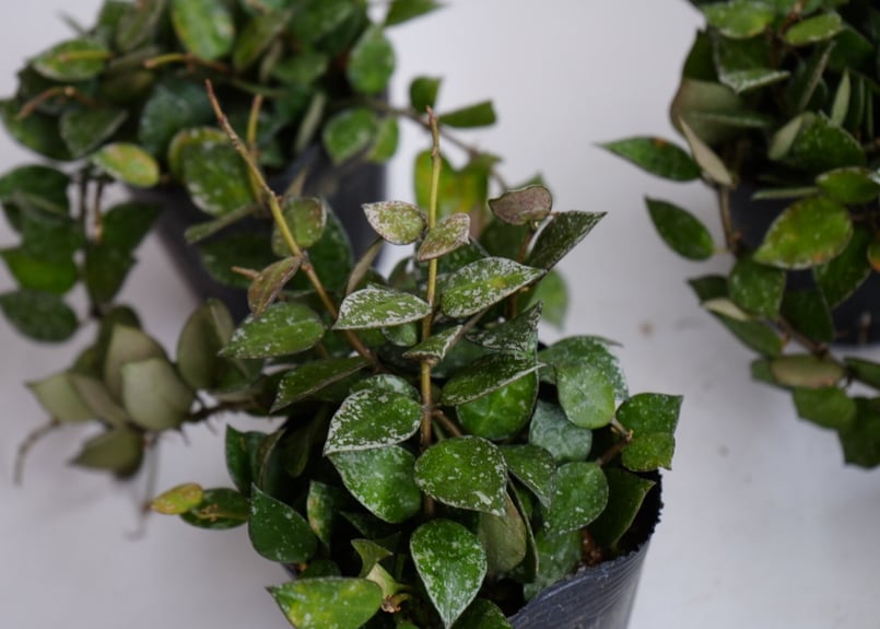 ホヤ クローニアナ スプラッシュ 3.5号 シルバーの斑入り レア