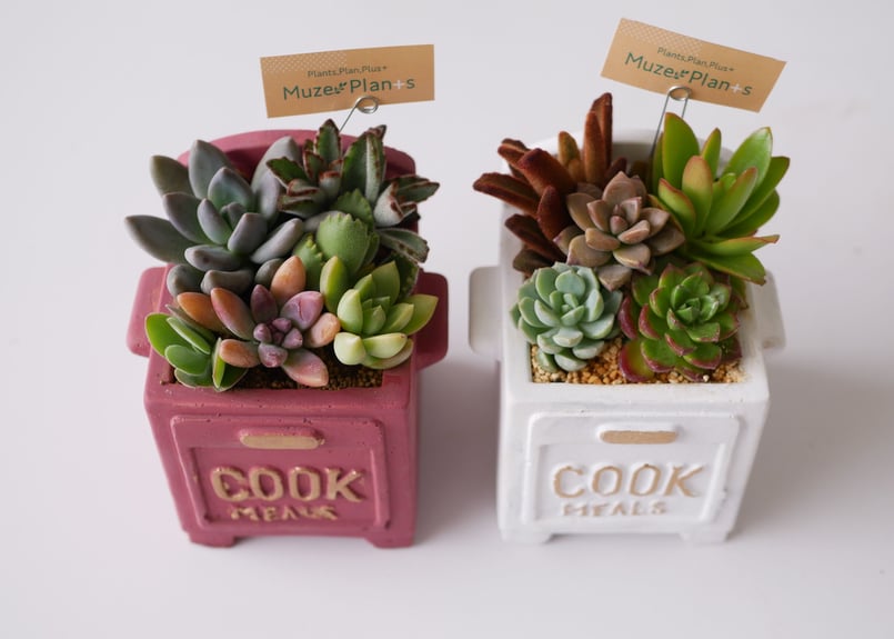 多肉植物 寄せ植え すぐ飾れる 可愛い | インテリアグリーンとギフト