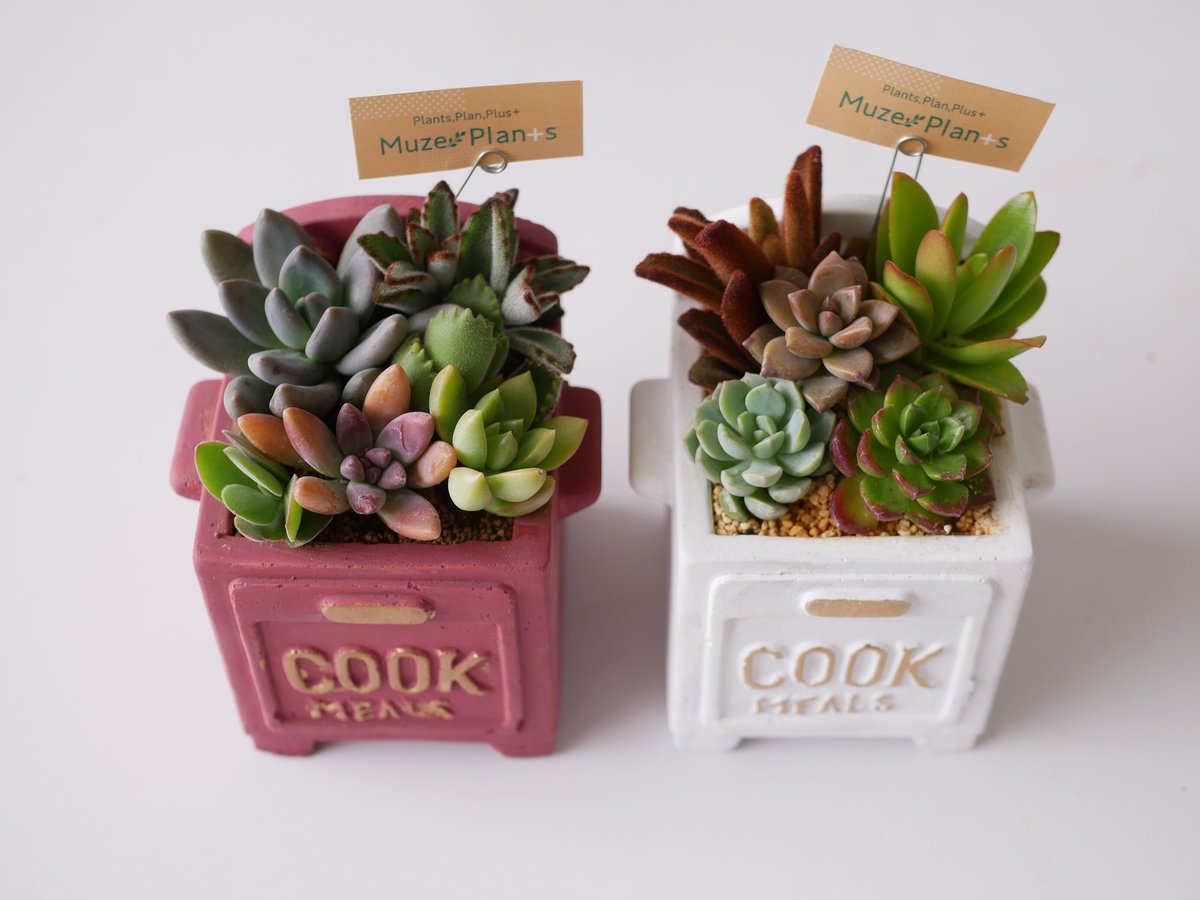 多肉植物のかわいい寄せ植え