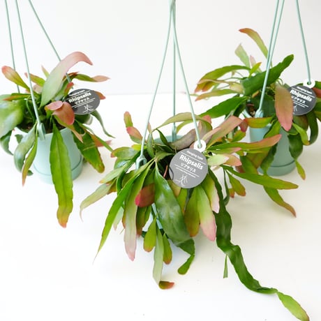 プセウドリプサリス ラムローサ  レッドコーラム 3.5号 吊り鉢 ハンギングプランツ 森林サボテン 着生植物 多肉植物 育てやすい