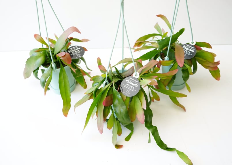 プセウドリプサリス ラムローサ レッドコーラム 3.5号 吊り鉢