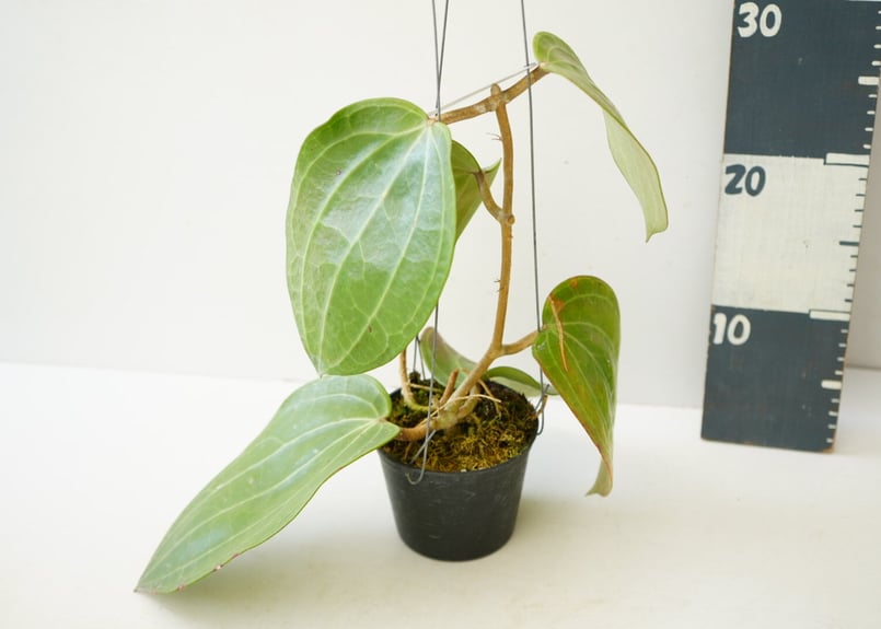 ホヤ ラティフォリア Hoya latifolia 吊り鉢 着生植物 レア植物